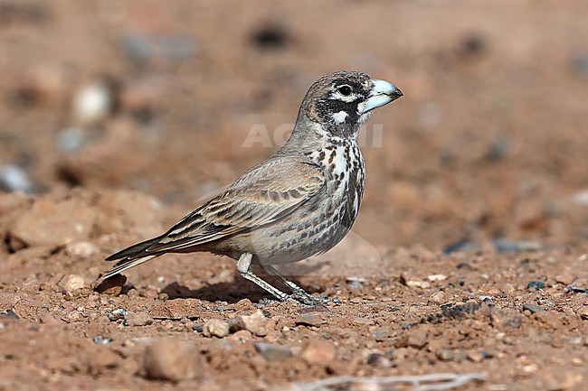 Thick-billed Lark (Ramphocoris clotbey) taken the 21/03/2022 at Boumalne Dadès - Morroco stock-image by Agami/Aurélien Audevard,