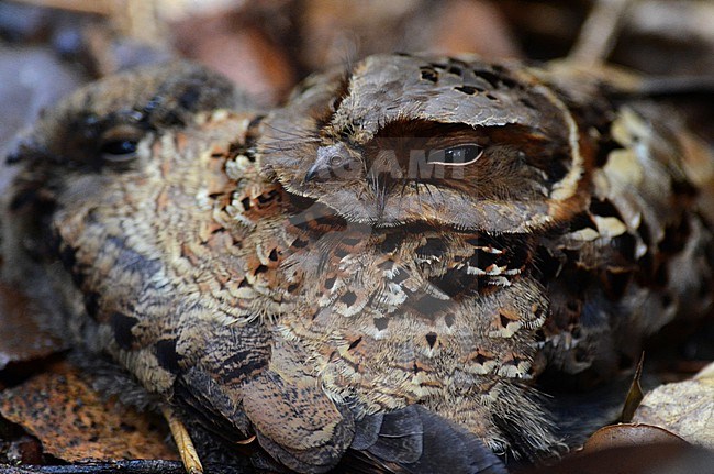 Roosting Collared nightjar (Gactornis enarratus) in Perinet, Madagascar. stock-image by Agami/Laurens Steijn,