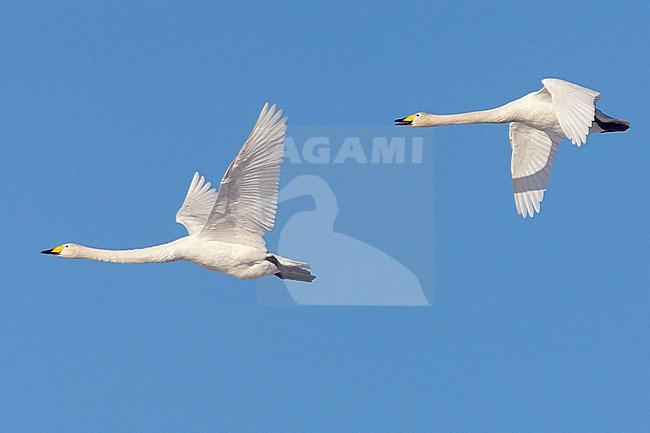 Laulujoutsen 4266 (Cygnus cygnus) Whooper Swan Liminka Finland April 2008 stock-image by Agami/Jari Peltomäki,