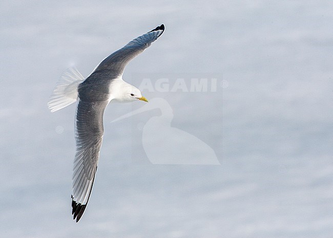 Black-legged Kittiwake (Rissa tridactyla) on Svalbard in arctic Norway. Adult in flight above frozen northern arctic ocean. stock-image by Agami/Marc Guyt,