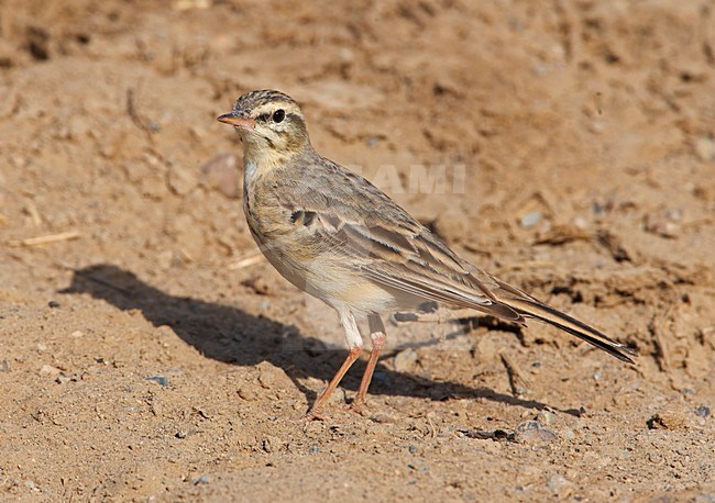 Duinpieper; Tawny Pipit stock-image by Agami/Markus Varesvuo,