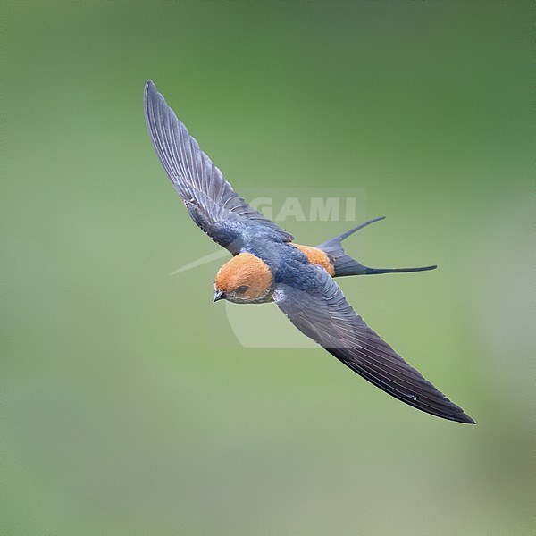 A Lesser Striped Swallow (Cecropis abyssinica) in fligft, seen above. Serengeti, Tanzania stock-image by Agami/Markku Rantala,