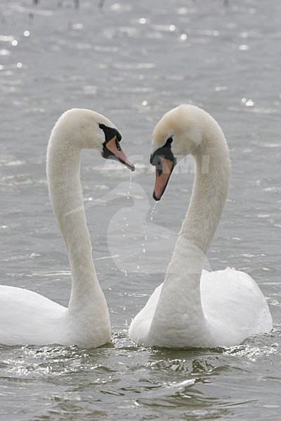 Mute Swan pair in courtship, Knobbelzwaan paar elkaar het hof makend stock-image by Agami/Chris van Rijswijk,