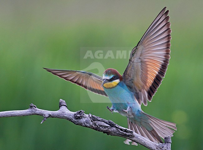 Bijeneter; European Bee-eater (Merops apiaster) Hungary May 2008 stock-image by Agami/Markus Varesvuo / Wild Wonders,