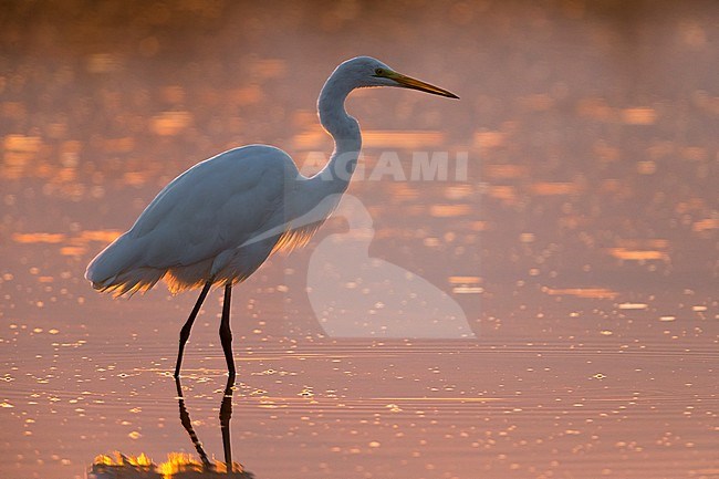 Grote Zilverreiger in avondlicht; Great White Egret in evening light stock-image by Agami/Daniele Occhiato,