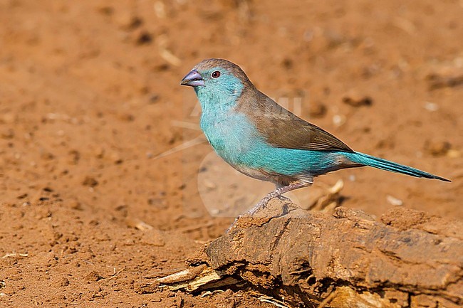 Blue Waxbill (Uraeginthus angolensis), a common species of estrildid finch found in Southern Africa. Also commonly kept as an aviary bird. stock-image by Agami/Dubi Shapiro,