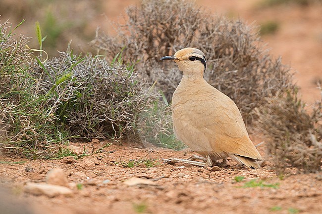 Cream-colored Courser (Cursorius cursor), side view of an adult crouched on the ground in its typical habitat in Morocco stock-image by Agami/Saverio Gatto,
