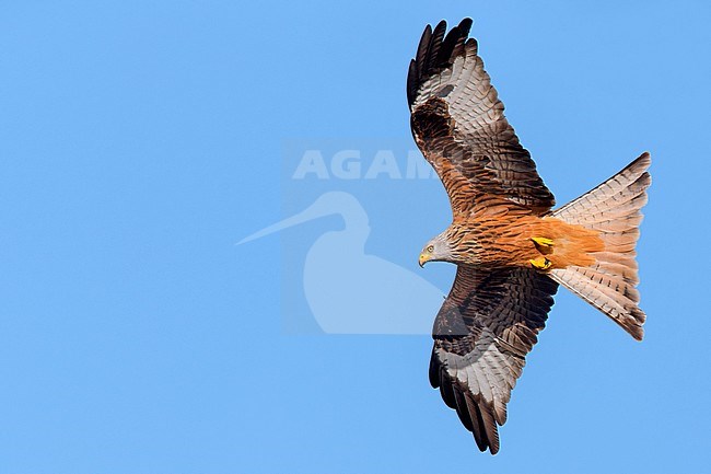 Red Kite in flight stock-image by Agami/Saverio Gatto,