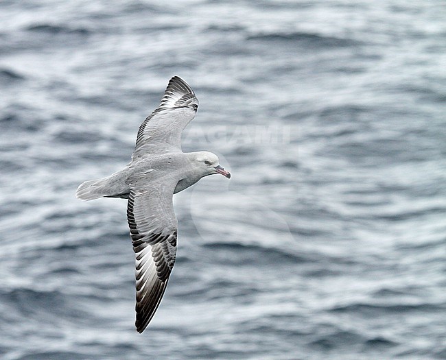 Southern Fulmar (Fulmarus glacialoide) flying over the souther Atlantic Ocean near Antarctica. stock-image by Agami/Pete Morris,