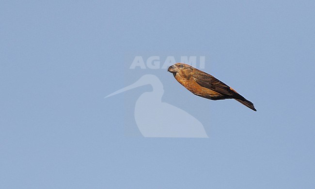 Male Parrot Crossbill (Loxia pytyopsittacus) in flight over Melby in Denmark. With wings folded gliding through the air like a dart arrow. stock-image by Agami/Helge Sorensen,