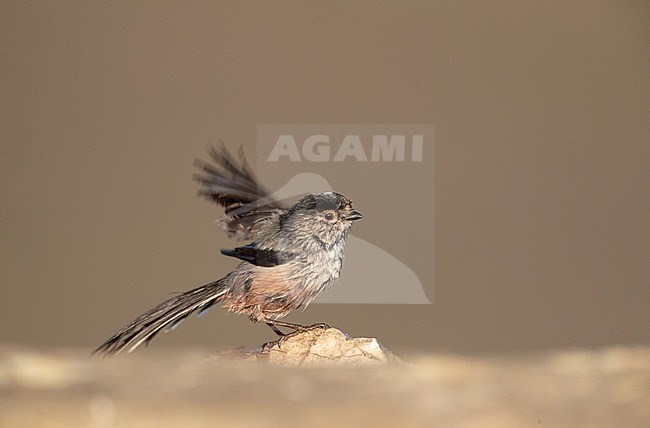 Iberian Long-tailed Tit (Aegithalos caudatus irbii) in central Spain. Balancing itself on a stone. stock-image by Agami/Marc Guyt,