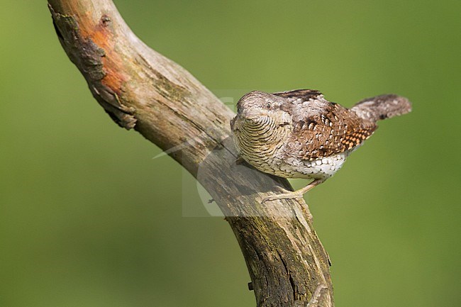 Eurasian Wryneck - Wendehals - Jynx torquilla ssp. torquilla, Germany, adult stock-image by Agami/Ralph Martin,