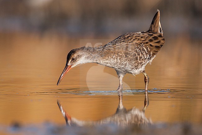 Western Water Rail - Wasserralle - Rallus aquaticus ssp. aquaticus, Greece, juvenile stock-image by Agami/Ralph Martin,