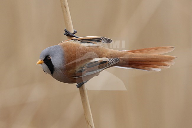 Mannetje Baardman in rietveld; Male Bearded Reedling in reedbed stock-image by Agami/Chris van Rijswijk,