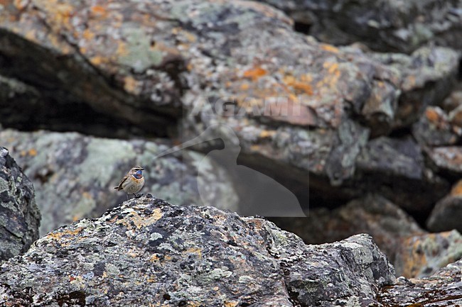 Roodsterblauwborst zittend op de grond; Red-Spotted Bluethroat perched on the ground stock-image by Agami/Markus Varesvuo,