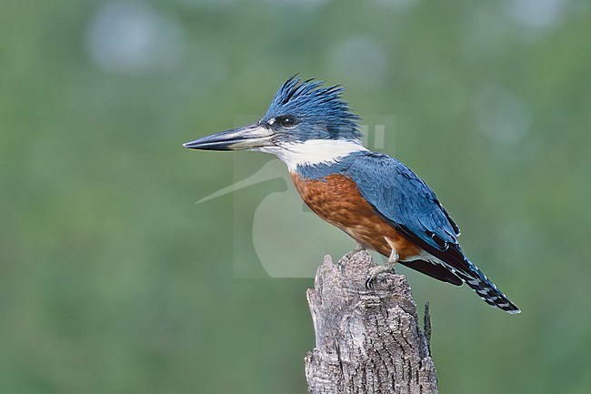 Adult male
Hidalgo Co., TX
January 2003 stock-image by Agami/Brian E Small,