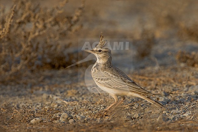 Kuifleeuwerik in zit; Crested Lark perched stock-image by Agami/Daniele Occhiato,