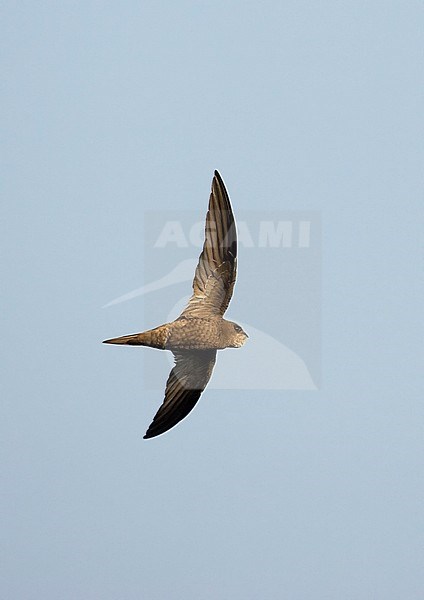 Pallid Swift (Apus pallidus) in flight in Spain during autumn. stock-image by Agami/Tomi Muukkonen,