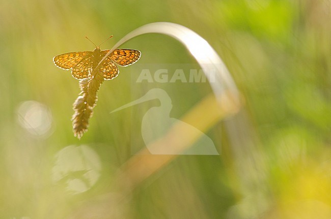 Bosparelmoervlinder / Heath Fritillary (Melitaea athalia) stock-image by Agami/Rob de Jong,