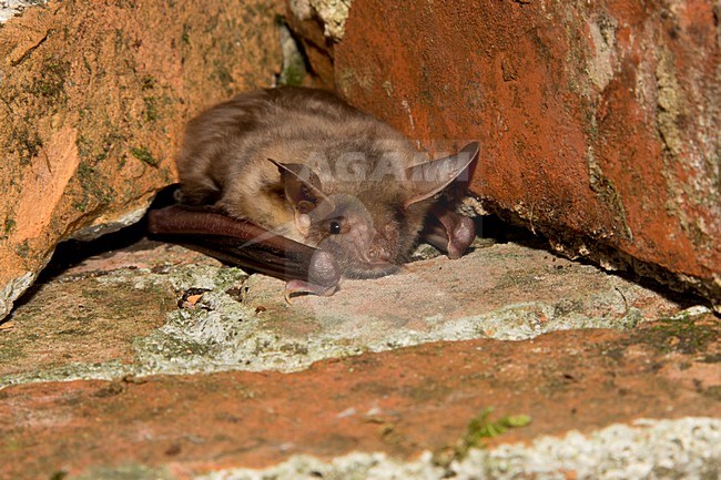 Vale Vleermuis, Greater Mouse-Eared Bat, Myotis Myotis stock-image by Agami/Theo Douma,