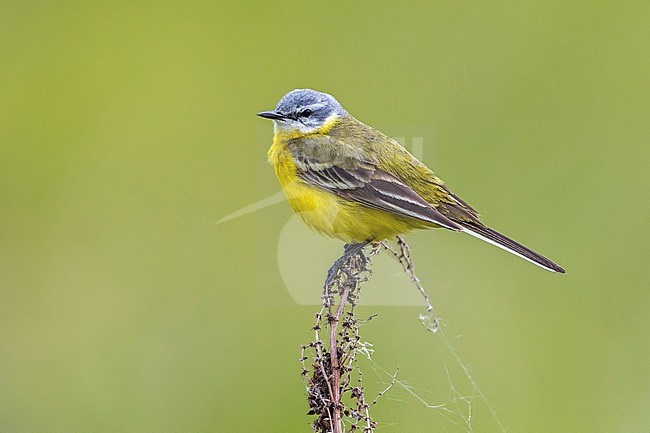 Adult Syke's Wagtail perched on a branch near Ekaterinburg, Russian Federation. June 2016. stock-image by Agami/Vincent Legrand,