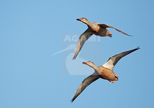 Groep vrouwtjes Slobeend in flight; Group of female Northern Shovelers in flight stock-image by Agami/Markus Varesvuo,