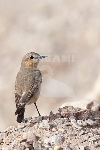 Isabelline Wheatear (Oenanthe isabelline) during spring migration in Israel. stock-image by Agami/Marc Guyt,