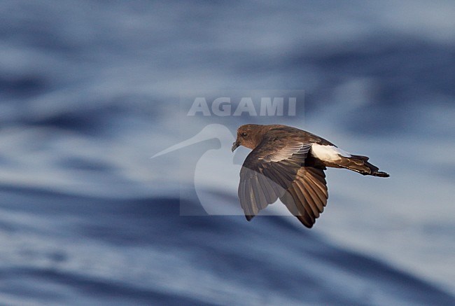 Wilsons stormvogeltje in vlucht, Wilson's Storm Petrel in flight stock-image by Agami/Markus Varesvuo,