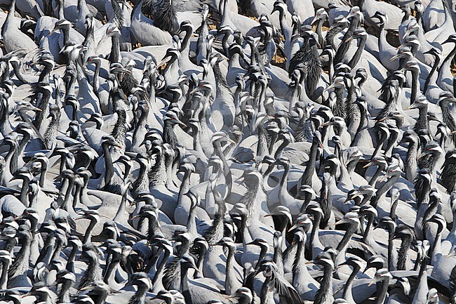 Jufferkraan; Demoiselle Crane (Anthropoides virgo) stock-image by Agami/James Eaton,