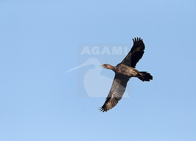 Pygmy Cormorant (Phalacrocorax pygmeus) in flight wintering at lake Kerkini, Greece. Seen from below. stock-image by Agami/Marc Guyt,