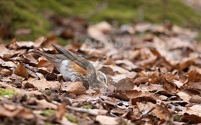 Redwing (Turdus iliacus iliacus) searching for food among old leaves, Rudersdal, Denmark stock-image by Agami/Helge Sorensen,