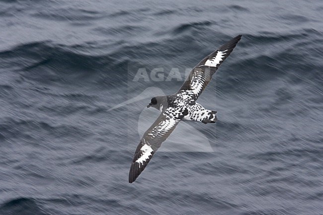 Cape Petrel flying above open ocean; Kaapse Stormvogel vliegend boven de oceaan stock-image by Agami/Marc Guyt,