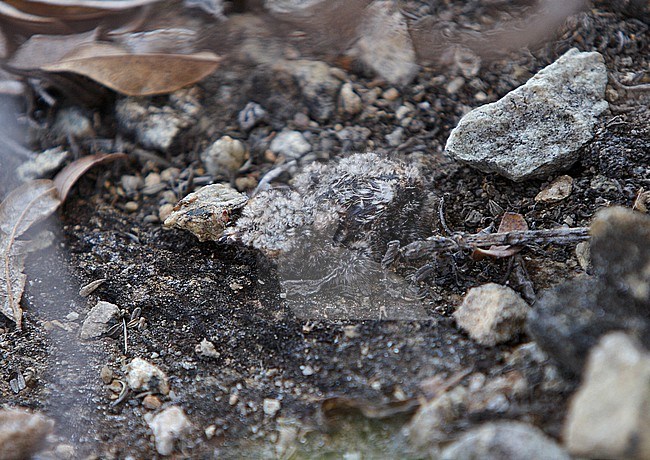 Pygmy Nightjar (Nyctipolus hirundinaceus hirundinaceus) nest in Brazil. Day old chick. stock-image by Agami/Andy & Gill Swash ,