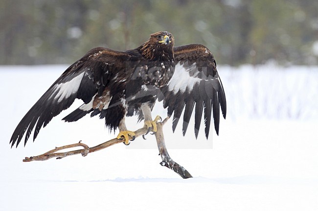 Steenarend zittend in de sneeuw; Golden Eagle perched in the snow stock-image by Agami/Chris van Rijswijk,