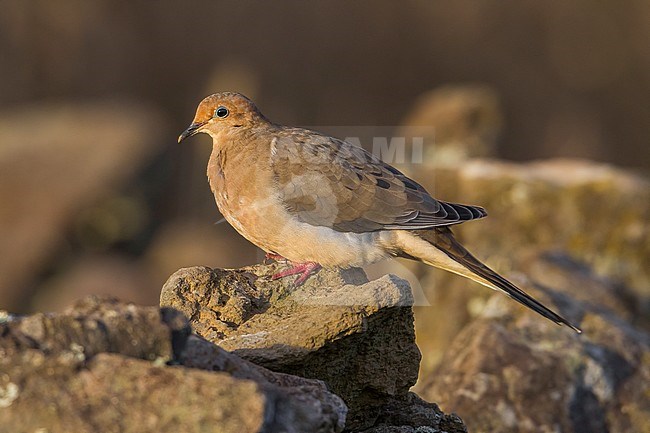 Treurduif, Mourning Dove (Zenaida macroura) stock-image by Agami/Vincent Legrand,