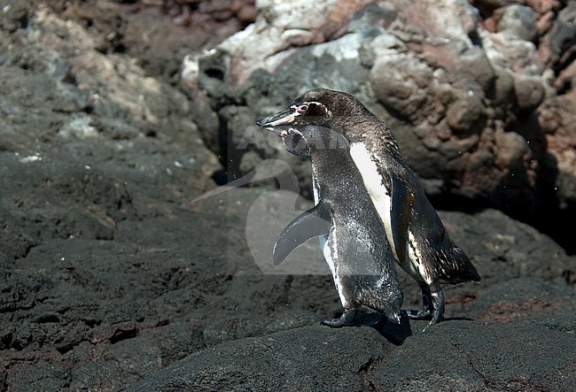 Galapagospinguins baltsend; Galapagos Penguins displaying stock-image by Agami/Roy de Haas,
