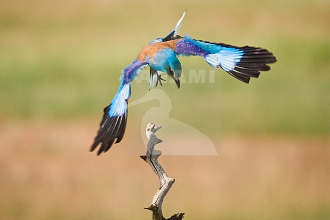 Scharrelaar landend op tak; European Roller landing on perch stock-image by Agami/Marc Guyt,