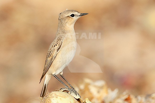 Isabelline Wheatear (Oenanthe isabelline) during spring migration in Israel. stock-image by Agami/Marc Guyt,