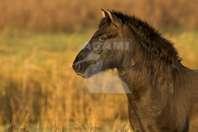 Konikpaard als grazer in natuurgebied; Wild horse as grazer in nature reserve stock-image by Agami/Han Bouwmeester,