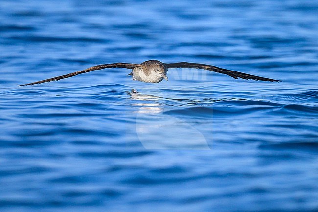 Persian shearwater, Puffinus persicus, in flight. stock-image by Agami/Sylvain Reyt,