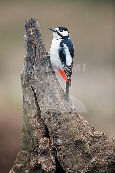 Subadulte Grote Bonte Specht op boomstronk, Subadult Great Spotted Woodpecker at tree trunk stock-image by Agami/Wil Leurs,