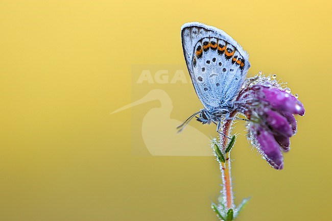 Silver-studded Blue, Plebejus aragus stock-image by Agami/Wil Leurs,