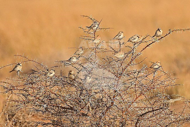 Desert Sparrow (Passer simplex) at Oued Jenna, Western Sahara stock-image by Agami/Eduard Sangster,