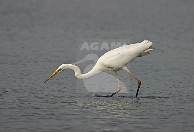 Foeragerende Grote Zilverreiger; Foraging Great Egret stock-image by Agami/Reint Jakob Schut,