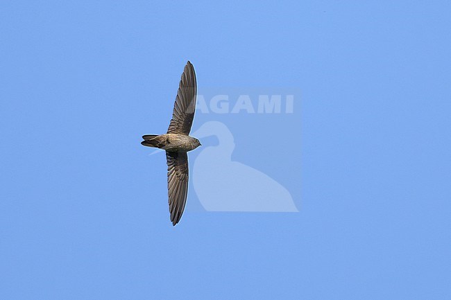 Himalayan Swiftlet (Aerodramus brevirostris) in Thailand. stock-image by Agami/Sylvain Reyt,