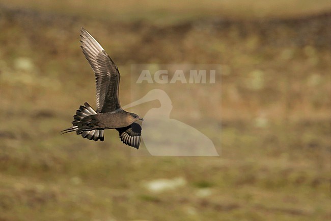 Donkere fase Kleine Jager in vlucht; Dark morph Parasitic Jaeger in flight stock-image by Agami/Menno van Duijn,