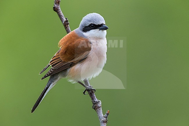 Grauwe Klauwier; Red-backed Shrike; Lanius collurio stock-image by Agami/Daniele Occhiato,