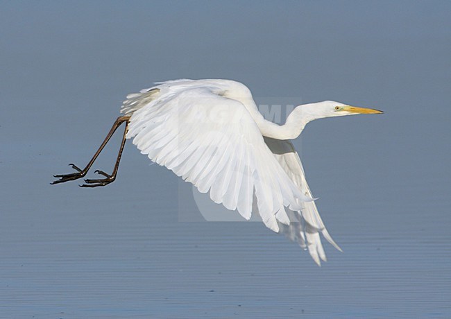 Grote Zilverreiger in vlucht, Great Egret in flight stock-image by Agami/Karel Mauer,