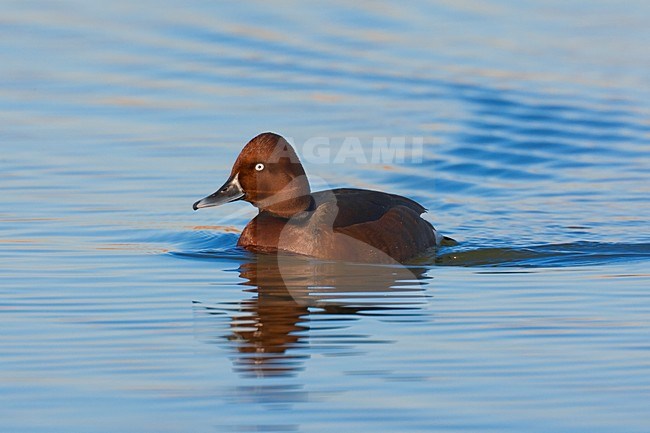 Witoogeend mannetje zwemmend; Ferruginous Duck male swimming stock-image by Agami/Daniele Occhiato,