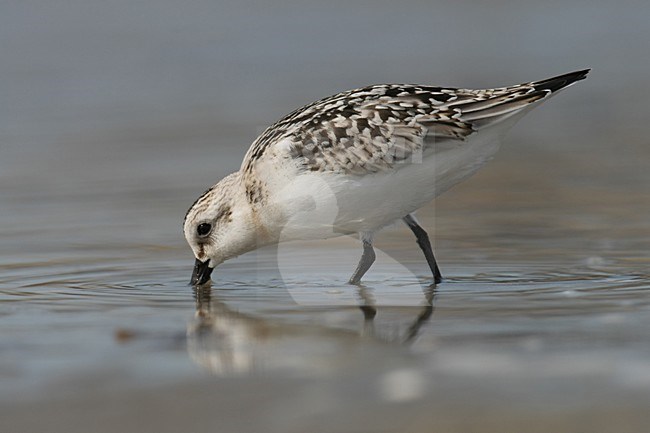 Foeragerende juveniele Drieteenstrandloper; Foraging juvenile Sanderling stock-image by Agami/Arnold Meijer,